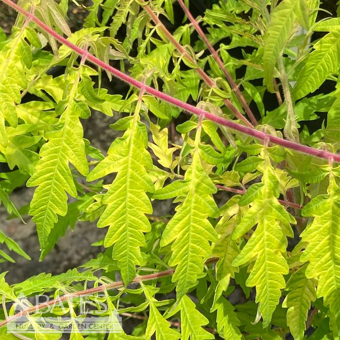 #3 Rhus typhina Tiger Eyes/ Cutleaf Staghorn Sumac Native (TN)