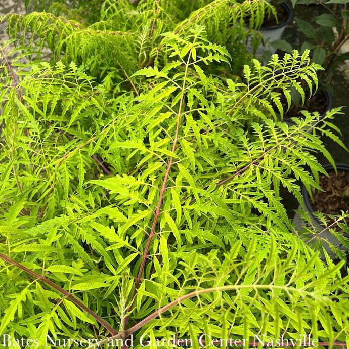 #3 Rhus typhina Tiger Eyes/ Cutleaf Staghorn Sumac Native (TN)