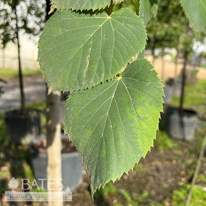#20 Tilia amer Boulevard/ American Linden Native (TN)