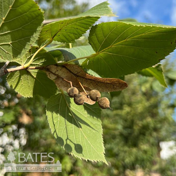 #20 Tilia amer Boulevard/ American Linden Native (TN)