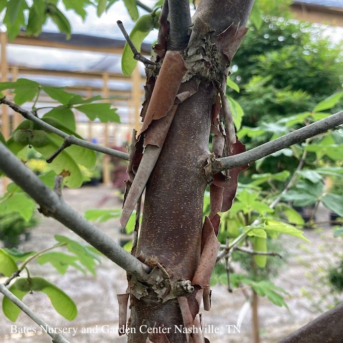 #6 Acer griseum/ Paperbark Maple