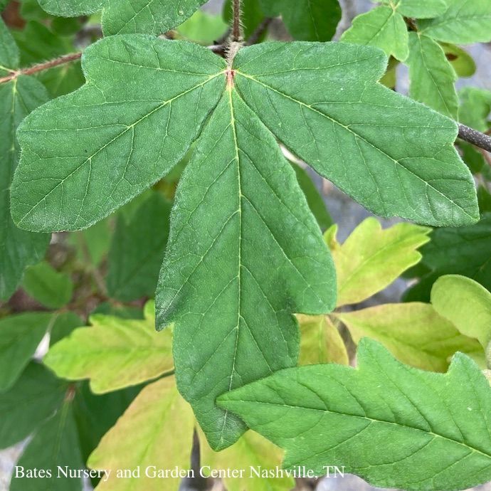 #6 Acer griseum/ Paperbark Maple
