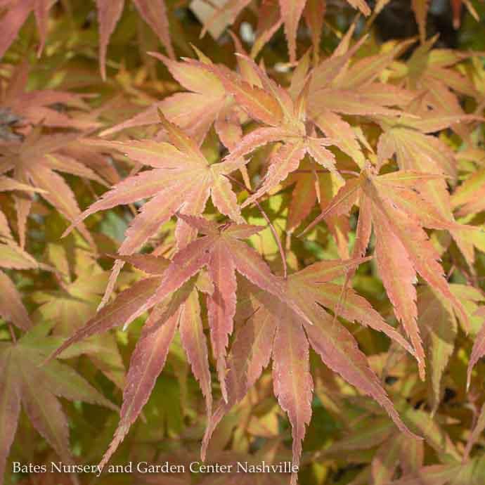 #6 Acer pal Arakawa/ Upright Green Rough Bark Japanese Maple
