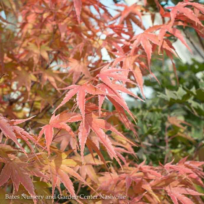 #6 Acer pal Arakawa/ Upright Green Rough Bark Japanese Maple