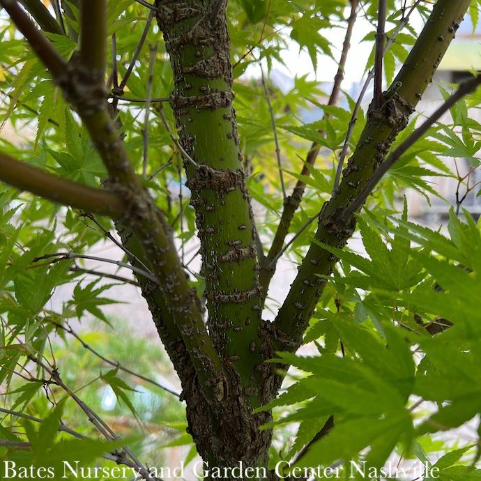 #6 Acer pal Arakawa/ Upright Green Rough Bark Japanese Maple