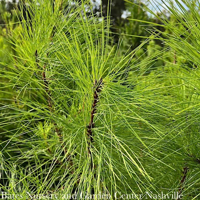 #7 Pinus taeda/ Loblolly Pine Native (TN) - No Warranty