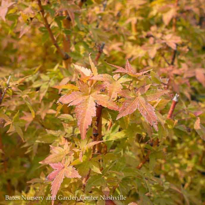 #6 Acer pal Bihou/ Upright Yellow-Green Japanese Maple