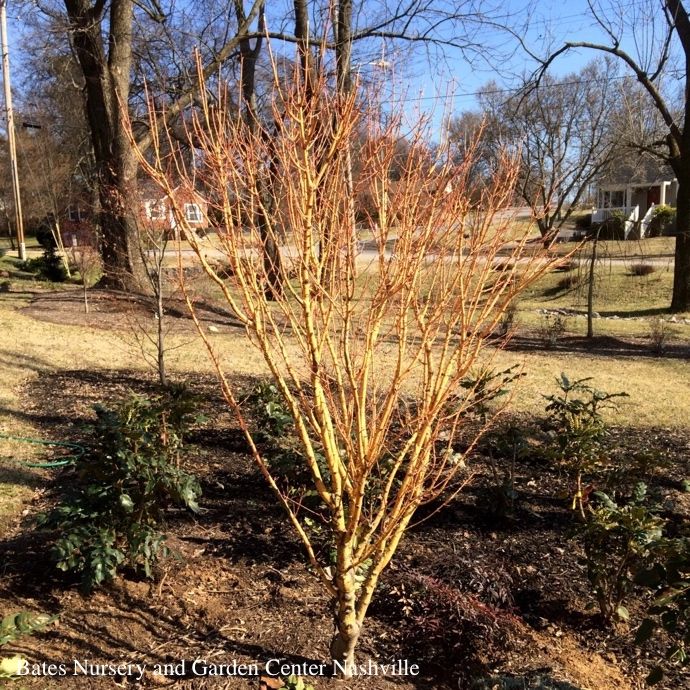 #6 Acer pal Bihou/ Upright Yellow-Green Japanese Maple