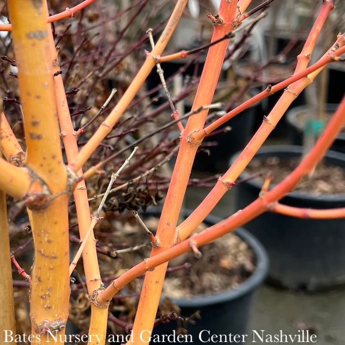 #6 Acer pal Bihou/ Upright Yellow-Green Japanese Maple