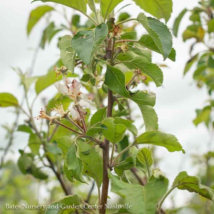 Edible #5 Malus dom Pink Lady/ Semi-dwarf MidSeason Apple