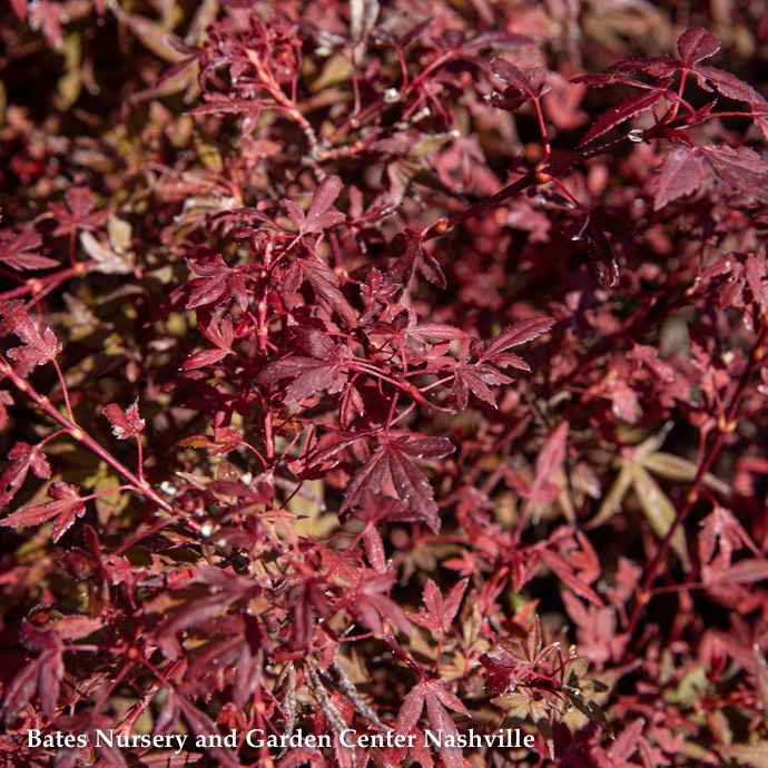 #1 Acer pal Hime Shojo/ Dwarf Red Japanese Maple