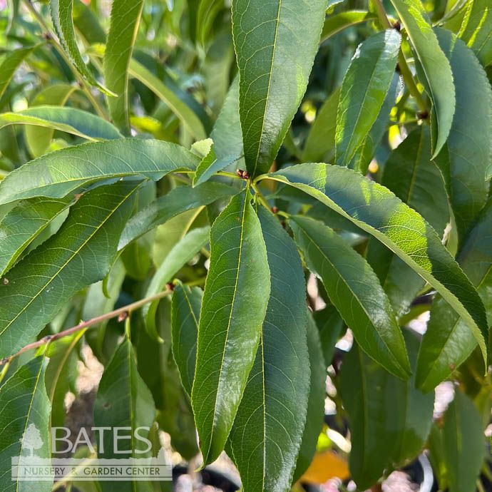 Edible #5 Prunus Red Gold/ Nectarine
