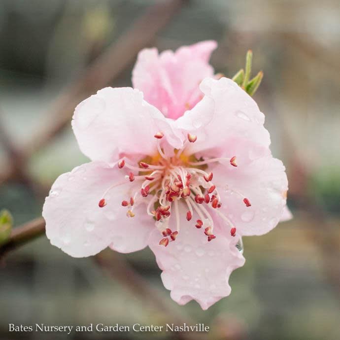 Edible #5 Prunus Fantasia/ Semi-Dwarf Nectarine