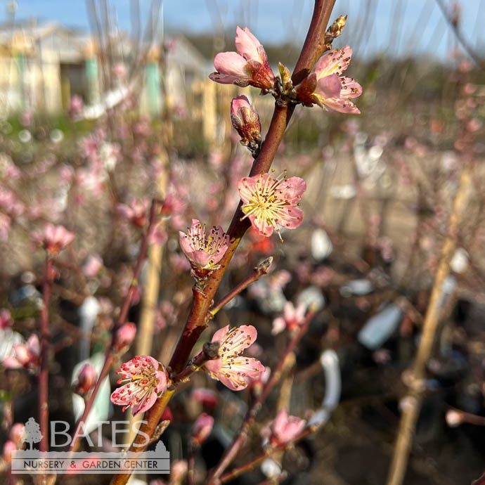 Edible #5 Prunus Red Gold/ Nectarine