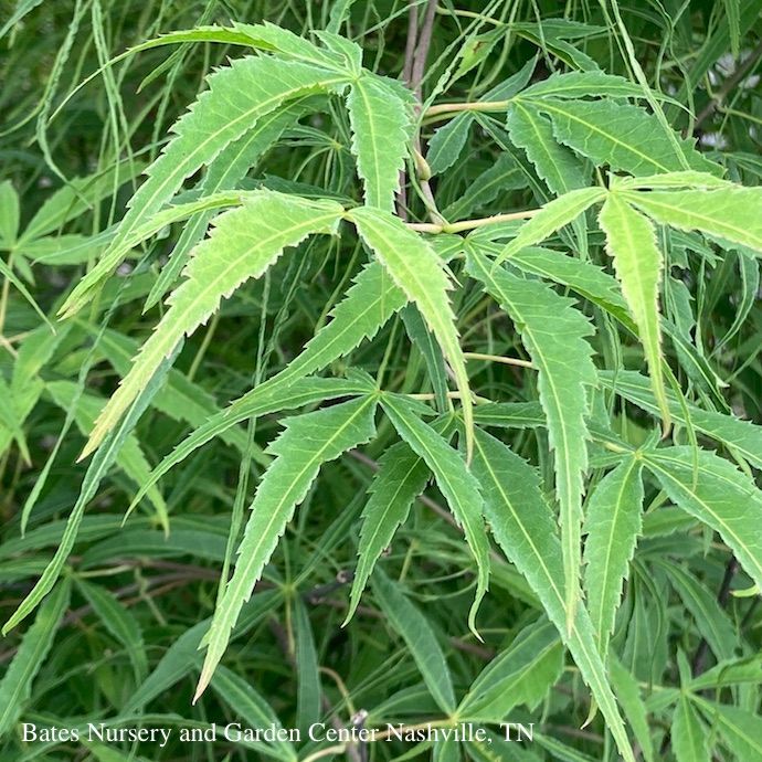 #6 Acer pal Koto-no-ito/ Dwarf Green Harp String Threadleaf Japanese Maple