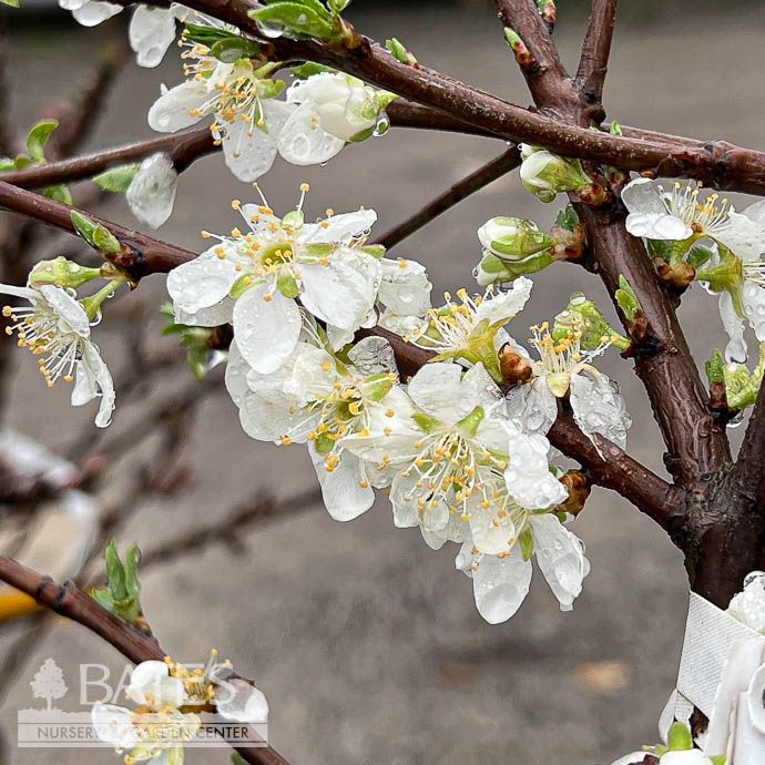 Edible #15 Prunus dom Methley/ Semi-dwarf Self-fertile Plum