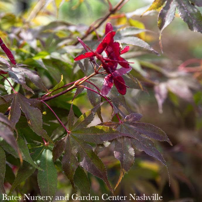 #6 Acer pal Osakazuki AKAME/ Green Upright Japanese Maple