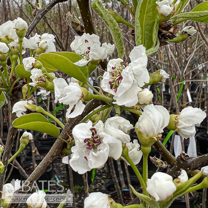 Edible #5 Pyrus pyrifolia Shinseiki/ Asian Pear