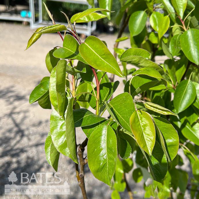 Edible #5 Pyrus com Moonglow/ Semi-dwarf Pear