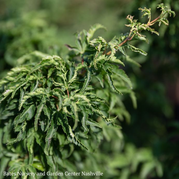 #6 Acer pal Shishigashira/ Upright Green Female Lion’s Head Japanese Maple