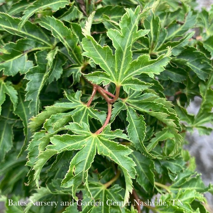 #6 Acer pal Shishigashira/ Upright Green Female Lion’s Head Japanese Maple