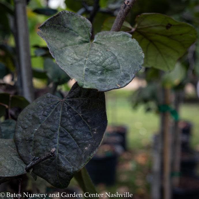 #10 Cercis can Black Pearl/ Purple Foliage Lavender Redbud Native (TN)