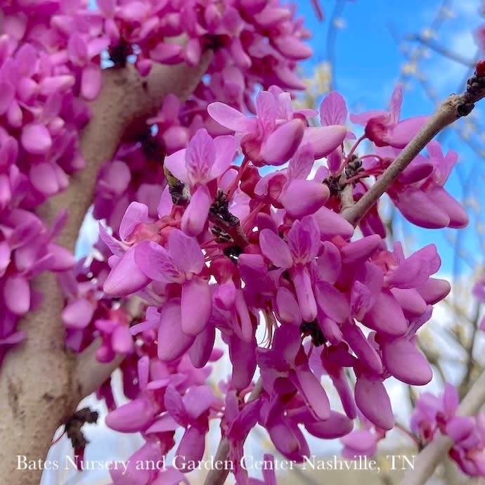 #10 Cercis chinensis Bubble Gum/ Chinese Redbud