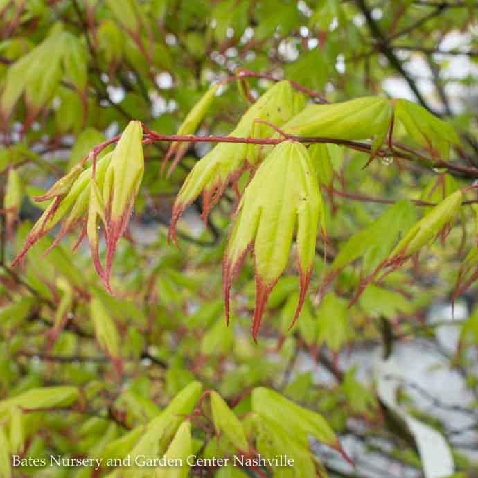 #6 Acer pal Tsuma Gaki/ Upright Green (Red Tips) Japanese Maple