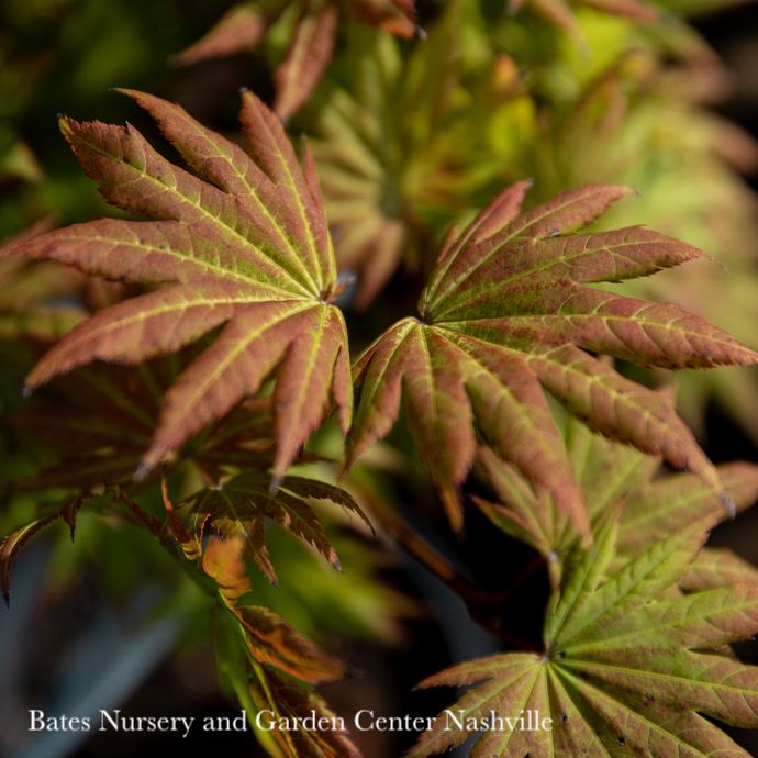 #15 Acer shir Autumn Moon/ Fullmoon Maple