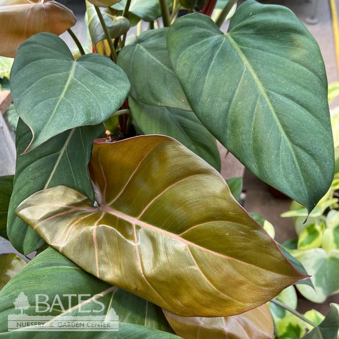 8p! Philodendron Summer Glory /Tropical