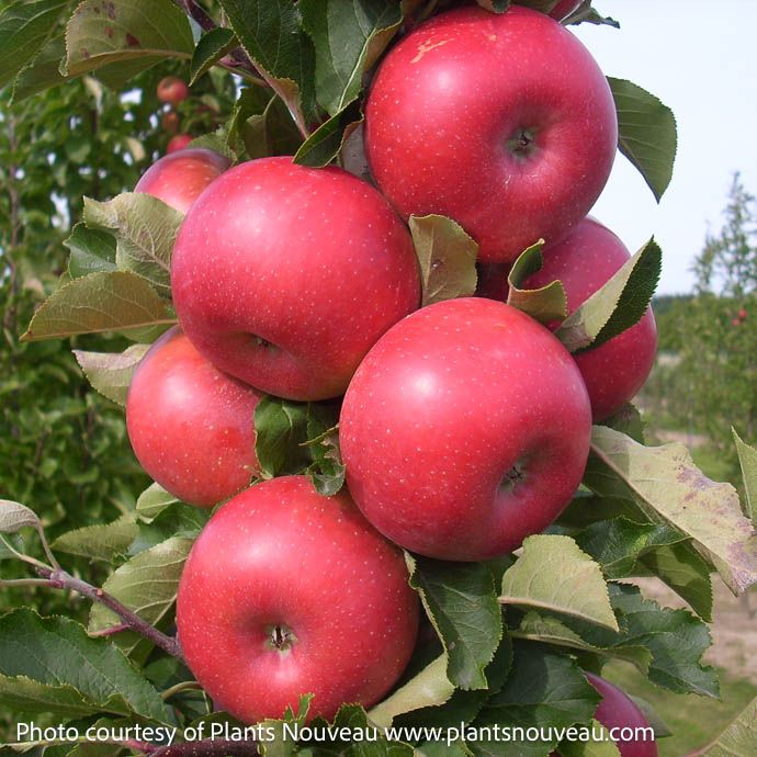Edible #5 Malus Fruit Snacks &#39;Tasty Red&#39;/ Columnar Apple