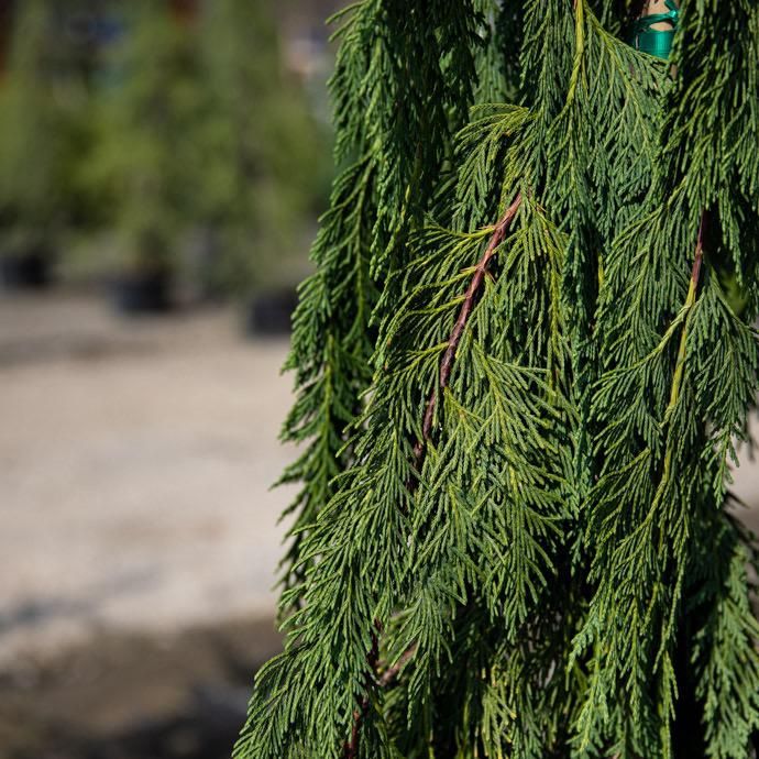 #3 Chamaecyparis noot Jubilee/ Weeping Alaskan Falsecypress