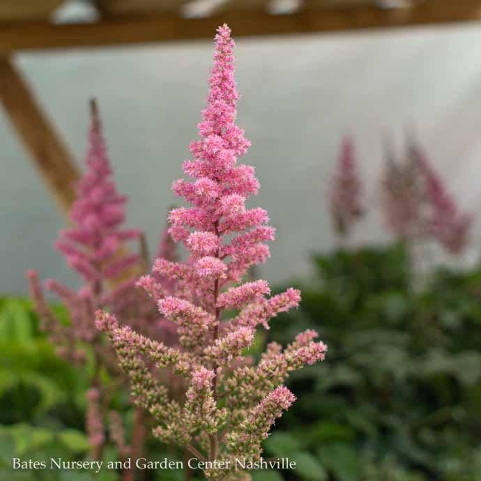 #1 Astilbe chin Vision In Pink