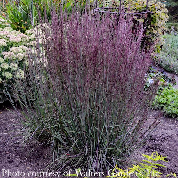 #2 Grass Schizachyrium scop Blue Paradise/ Little Bluestem Native (TN)