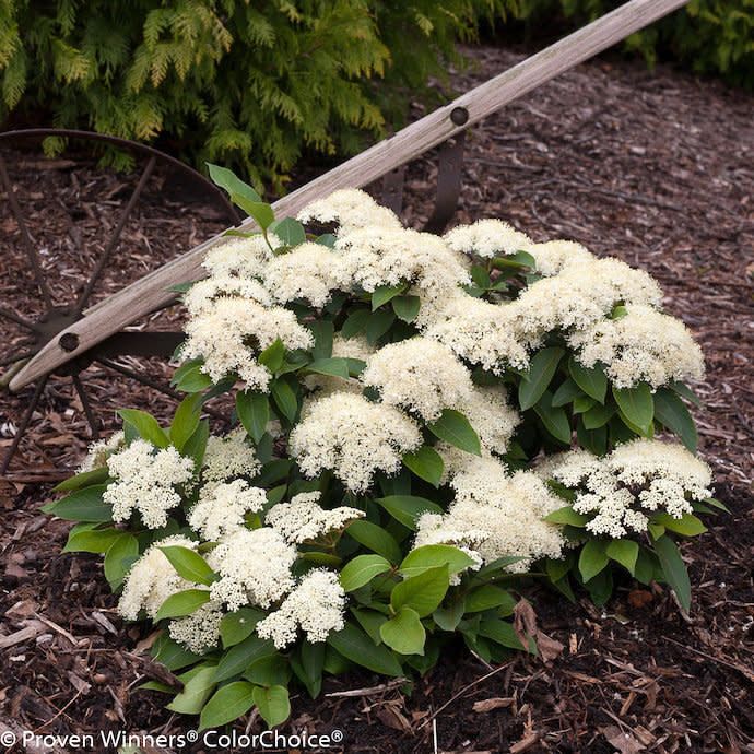 #3 Viburnum cass PW Lil&#39; Ditty/ Dwarf Witherod Native (TN)