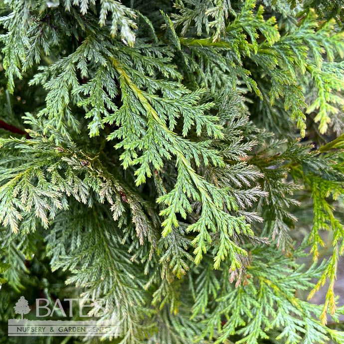 #6 Chamaecyparis noot Glauca / Alaskan Falsecypress