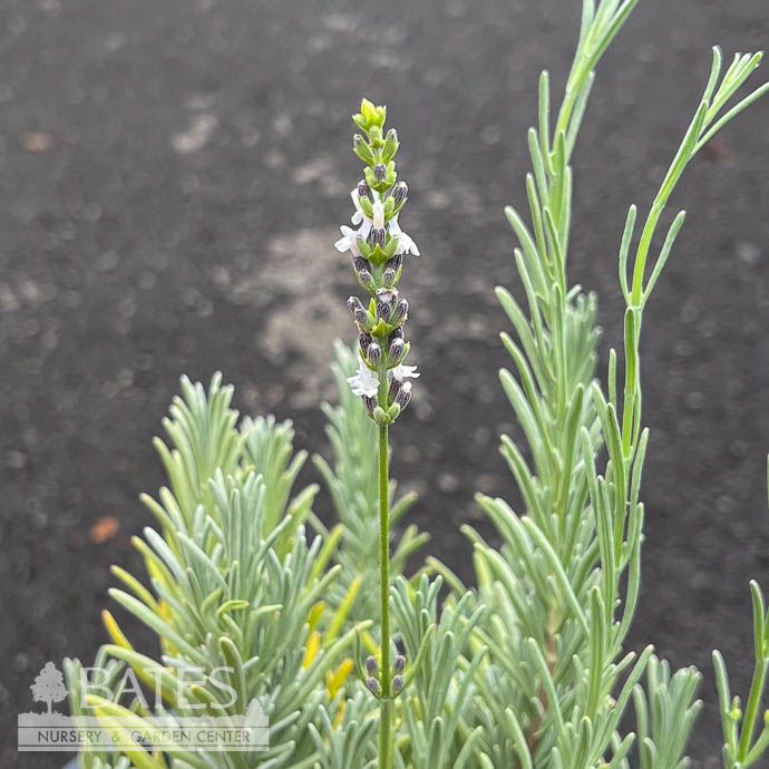 #1 Lavandula x intermedia Edelweiss/ White Lavender