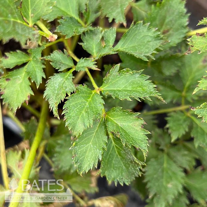 #1 Astilbe chin Mighty Red Quin