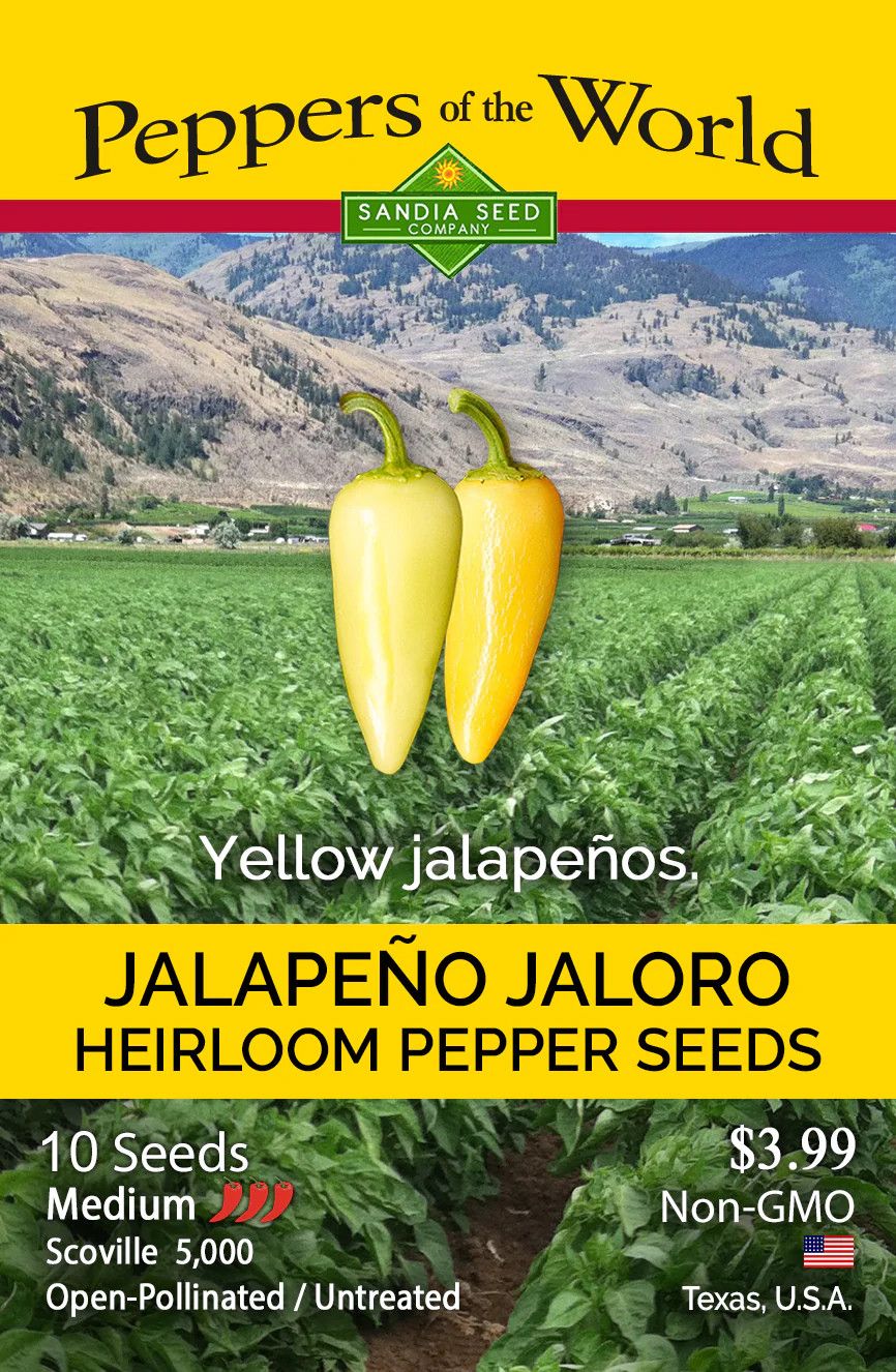 Seed Pepper Jalapeno Jaloro Yellow - Capsicum annuum