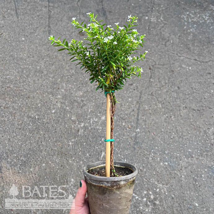 Topiary 4p! 1PDL Mexican Heather (White) in Grey Clay Pot /Tropical