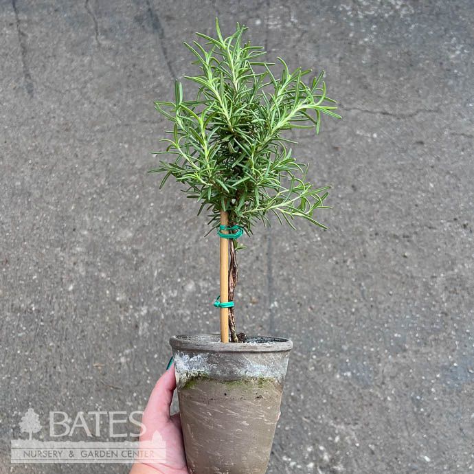 Topiary 4p! 1PDL Rosemary in Grey Clay Pot /Tropical - No Warranty