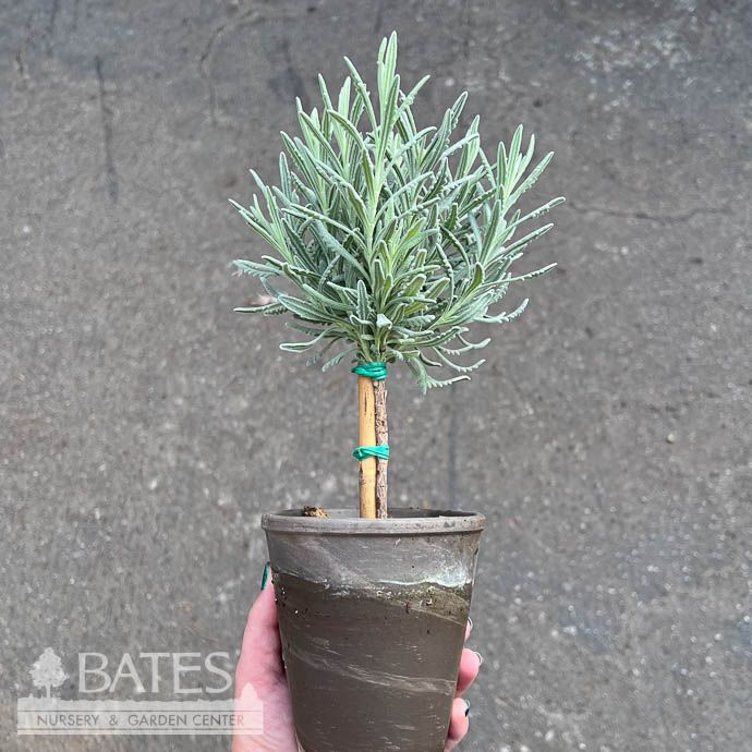 Topiary 4p! 1PDL  Lavender Goodwin Creek in Grey Clay Pot /Tropical