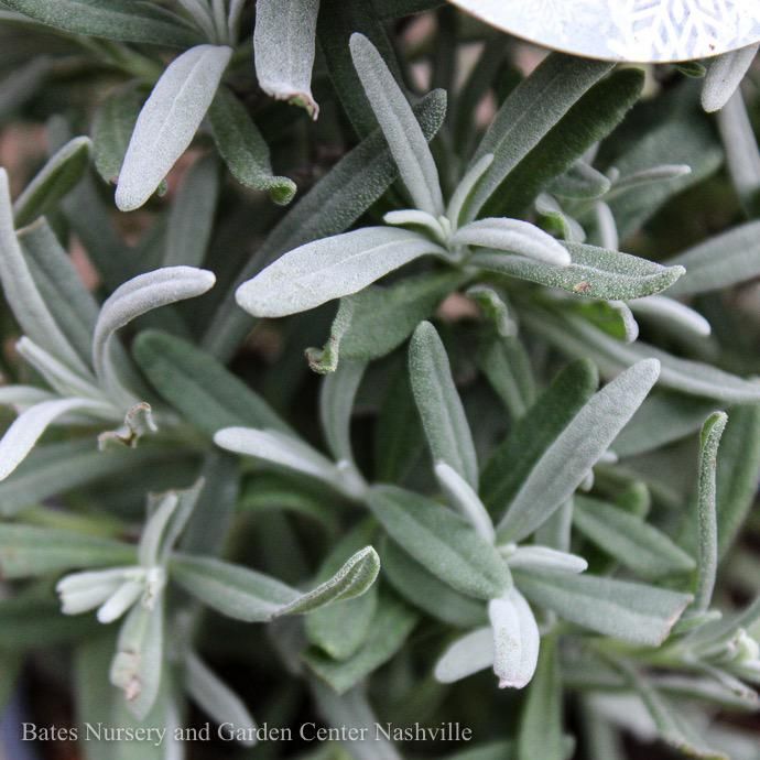 Topiary 4p! 1PDL  Lavender Goodwin Creek in Grey Clay Pot /Tropical