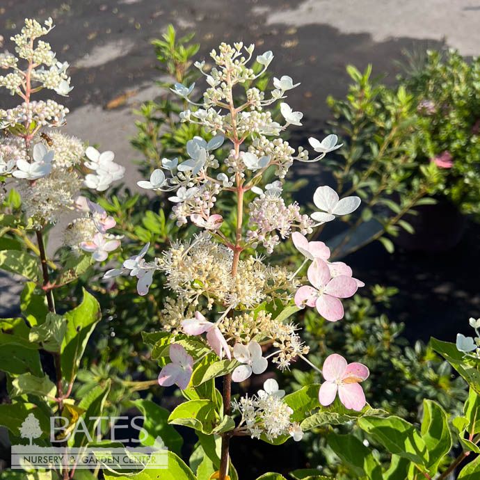 #3 Hydrangea pan Chantilly Lace/ Panicle