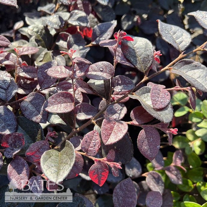 #3 Loropetalum chin BE Plum Gorgeous/ Fringeflower - No Warranty