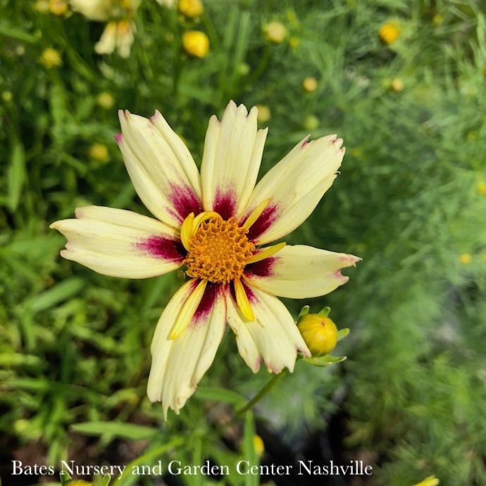 #1 Coreopsis x Li&#39;l Bang &#39;Starlight&#39;/ Compact Pale Yellow and Magenta Tickseed