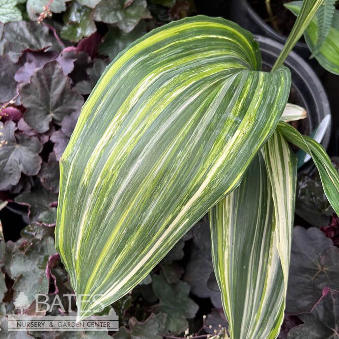 #2 Aspidistra elatior variegata/ Variegated Cast Iron Plant