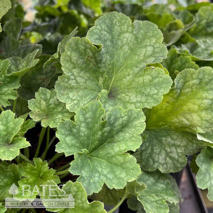 #1 Heuchera x Honeydew/ Green Coral Bells