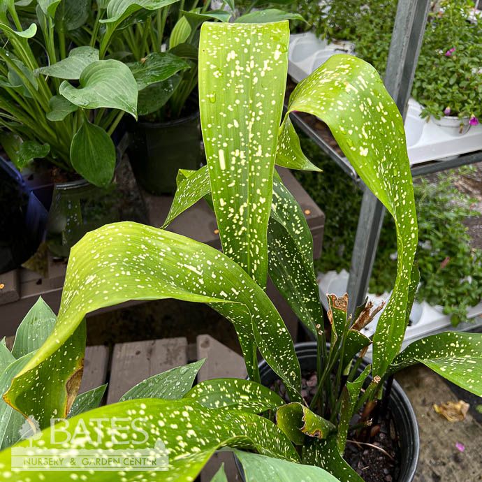 Tropical #2 Aspidistra sich Spek-tacular/Spotted /Cast Iron Plant Not Winter Hardy