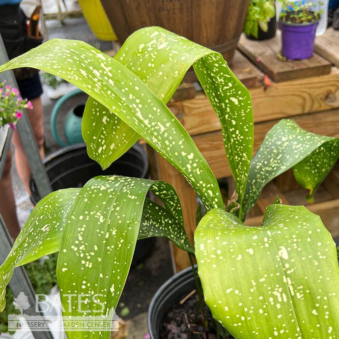 Tropical #2 Aspidistra sich Spek-tacular/Spotted /Cast Iron Plant Not Winter Hardy